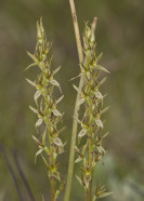 Threatened Flora Link