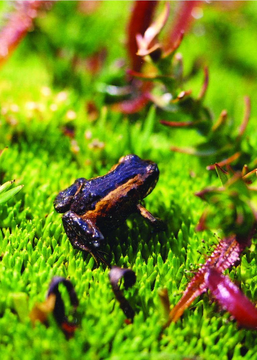 Tasmanian Froglet