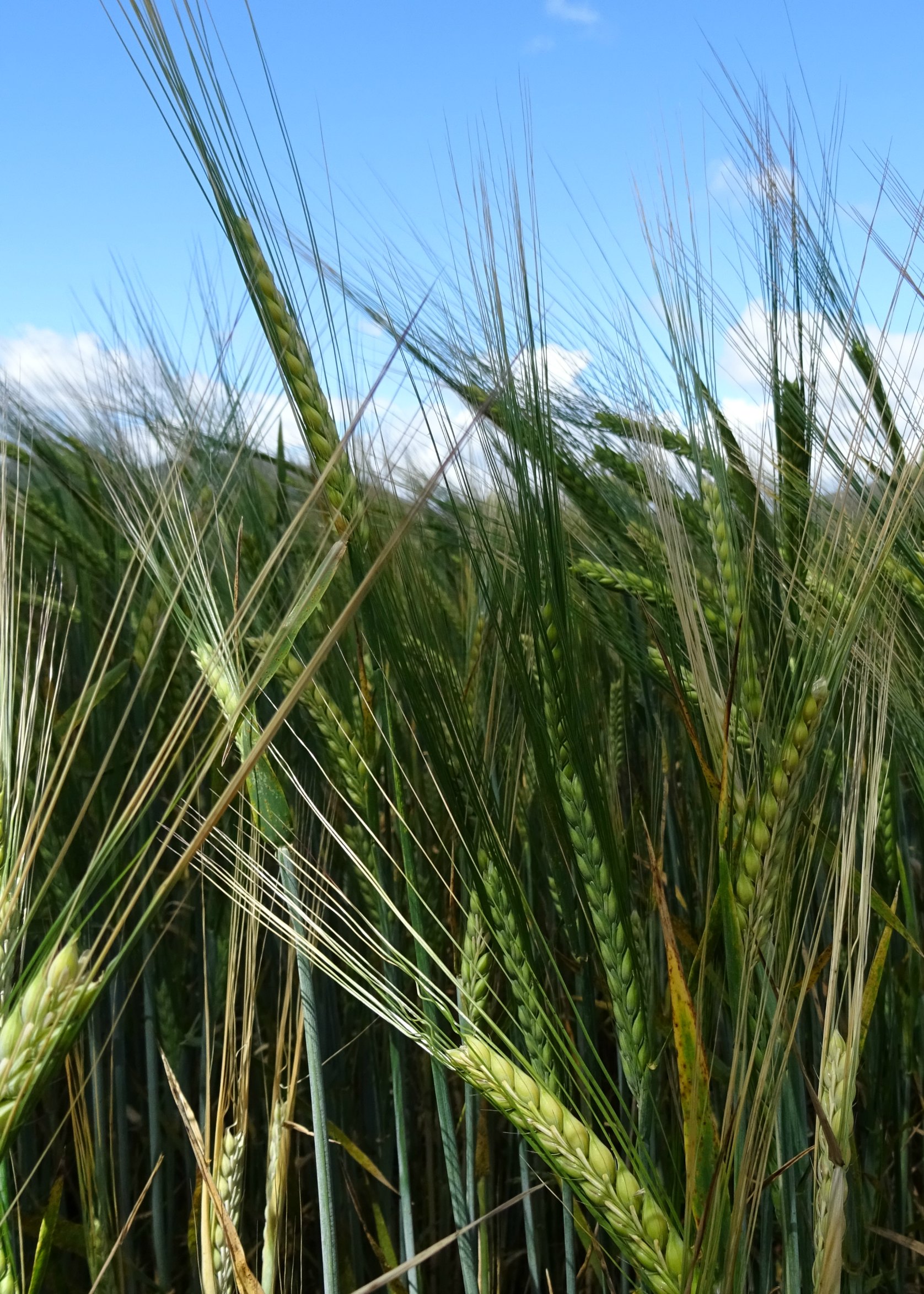barley 5x7