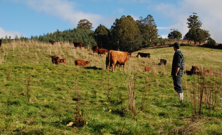 Simon Burgess with cows