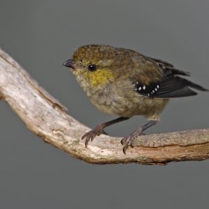 Forty-spotted pardalote2Chris Tzaros Forty-spotted pardalote2Chris Tzaros