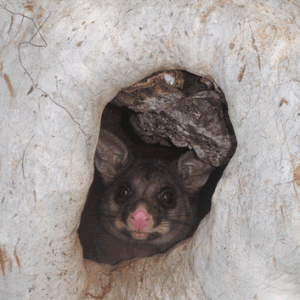 Possum Possum